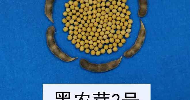 黄豆一号和黄豆二号的区别，快来看看！