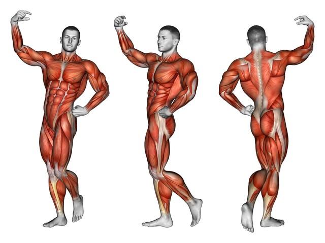 游泳能够增强肌肉吗？