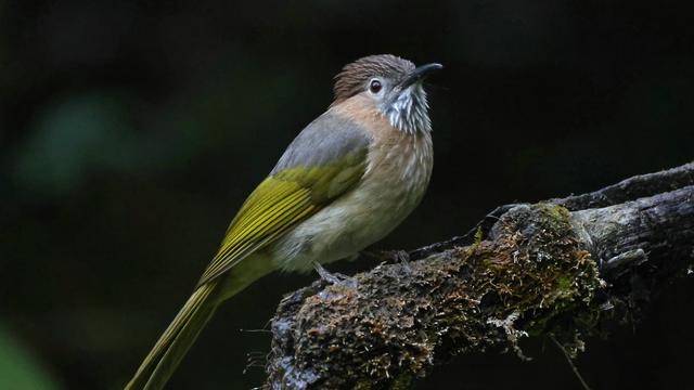 说茶谈鸟：高感1.28万的鸟！ 这是山林