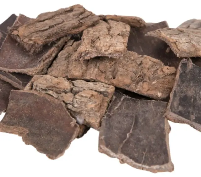 强筋壮骨的“绿色黄金”——杜仲