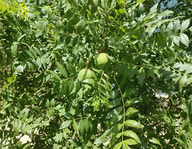 初夏时节北方常见的16种树木的“小果子”，请鉴别欣赏