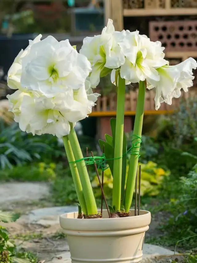 ​立冬后，这6种花，马上要开花，现在补上肥，狂长叶子冒花苞！