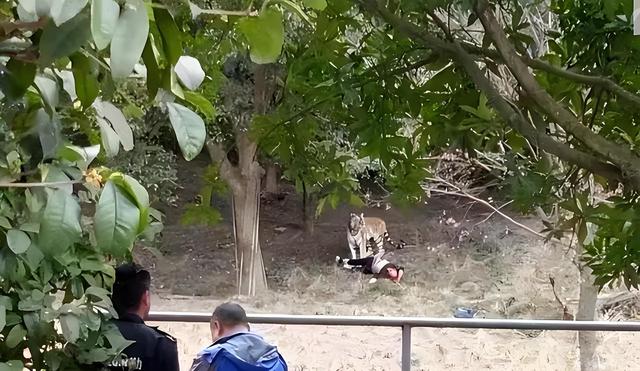 假如成年人不小心掉进虎园中，该如何自救？