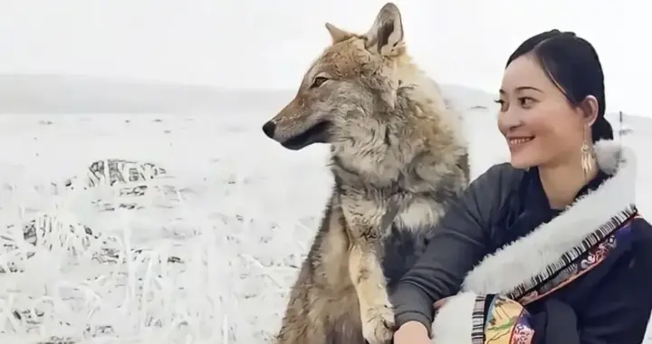 一只会看电视、偷鱼、剥糖纸的狼，咋就又把我们整破防了？