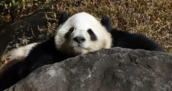 53年来首次，日本大熊猫清零，准备找台当局要？国台办下了死命令