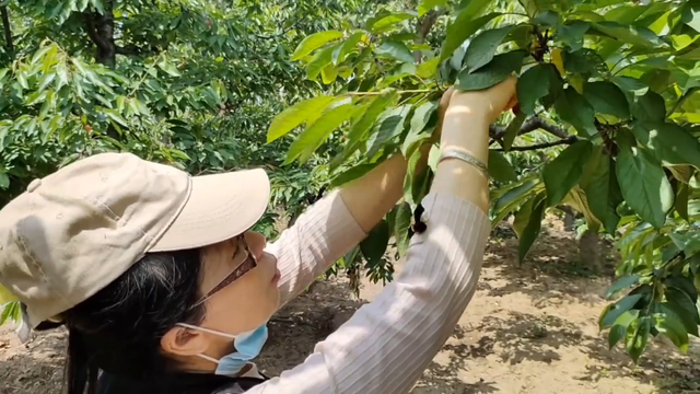 樱桃上市亲自去采摘。