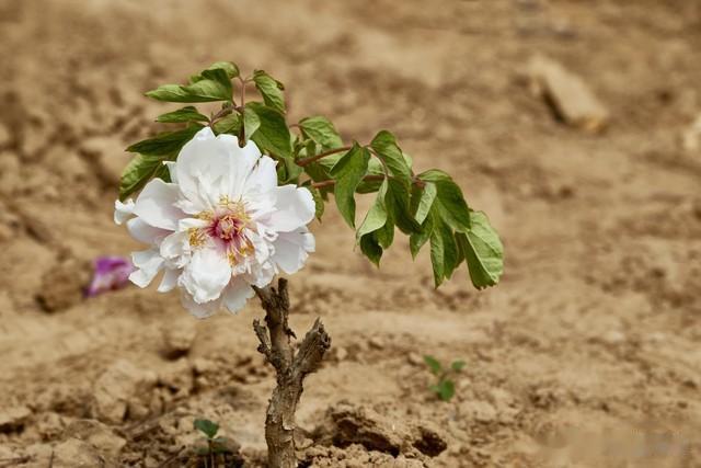 阳台如何种牡丹？