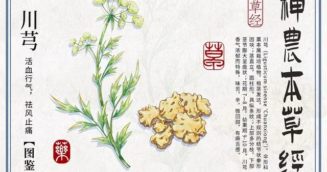 头痛用川芎，肩颈痛用羌活，关节痛用威灵仙——药对路了才能断根