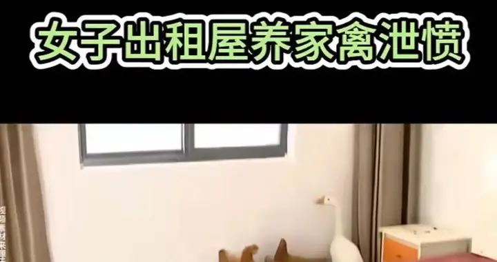 养鸡养鸭“反击战”爆红：当法律缺席，我们还能用什么方式维权？