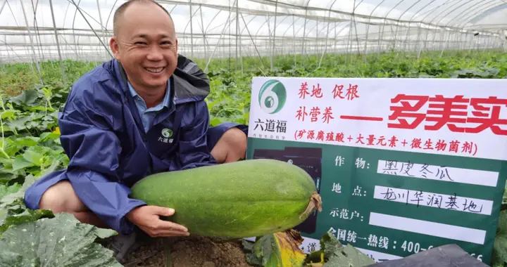 冬瓜不结瓜是什么原因 如何解决冬瓜不结瓜问题