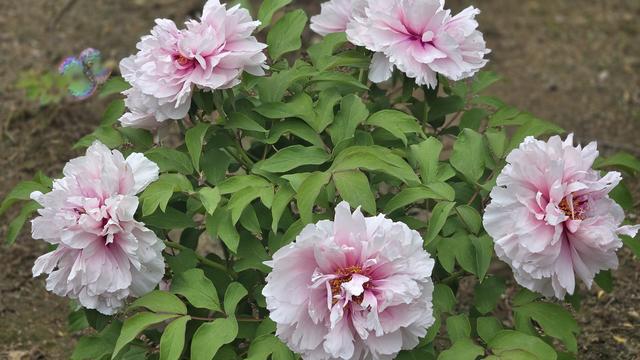 华夏武哥武玉强：人间最美四月天，四月天里