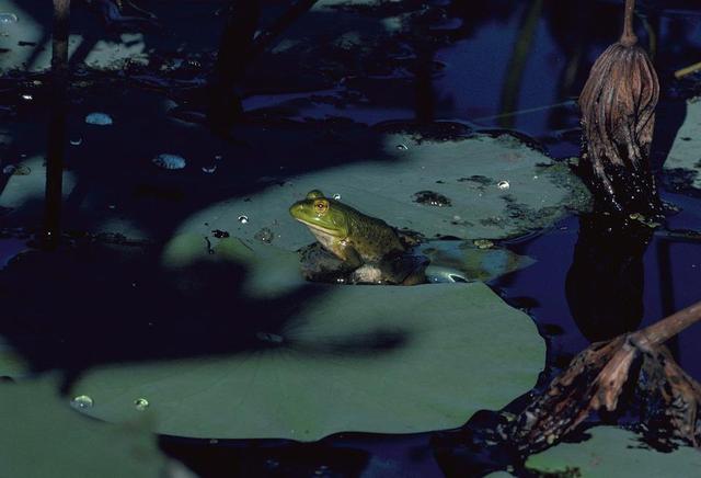 10首暮春诗词，芳菲尽处，夏意初萌