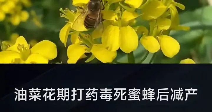 伪科学背书、资本绑架与国家安全隐忧：“油菜花期科学用药”谎言