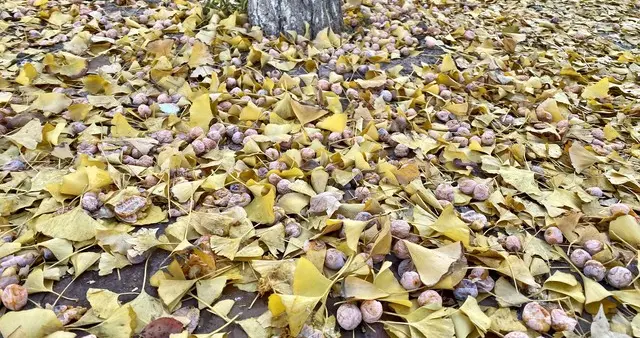 有毒！昆山街头正大量出现，暂无特效解毒药！捡秋的手，先停一下