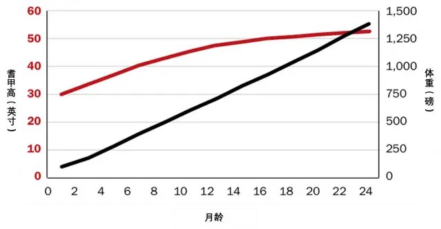 跟踪后备牛的生长趋势