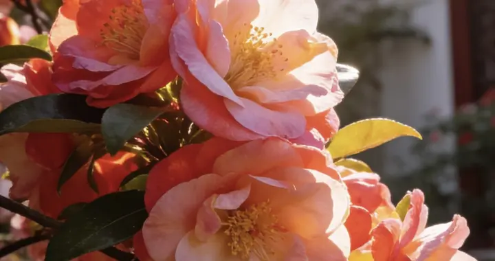 昼夜均分春色，人间温柔，万般好运恰逢其时