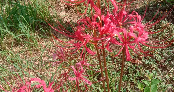 华中科技大学校园里的彼岸花开了！