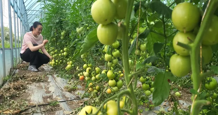 种植瓜果作物，结果期如何正确使用肥料？选错了果实不长个