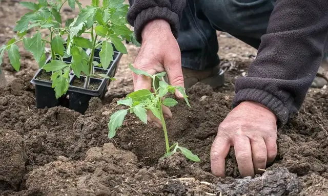 谷雨快到了，很多蔬菜都能种了，有这6种千万别早种，不然白种