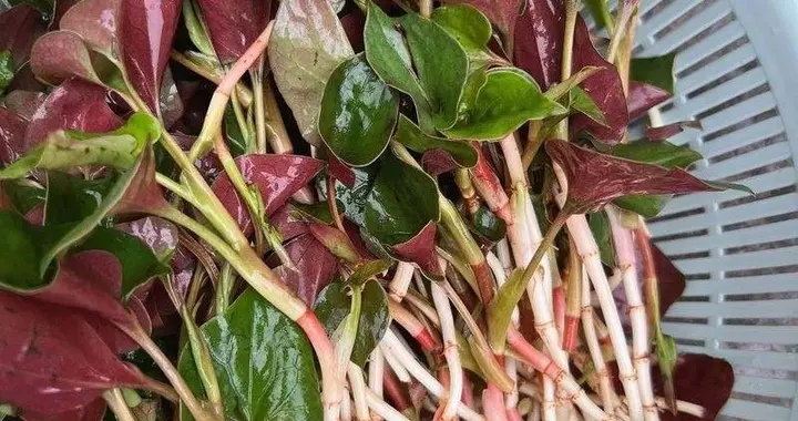 被封为“最难吃”的7种蔬菜，吃过5种以上的，都是妥妥的大神