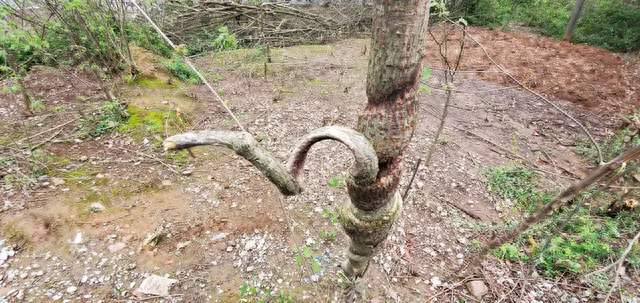 锯木头里的惊险：藏着蟒蛇与蛇蛋