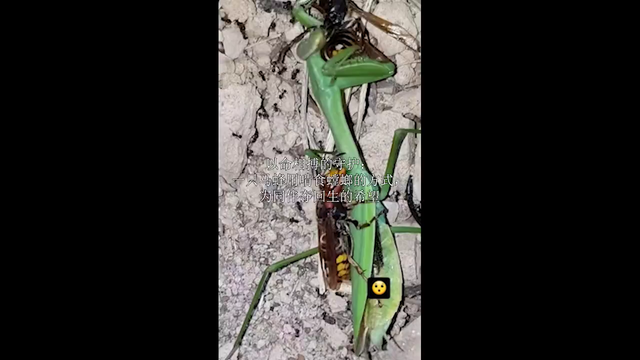 以命相搏的守护：一只马蜂用啃食螳螂的方式，为同伴夺回生...