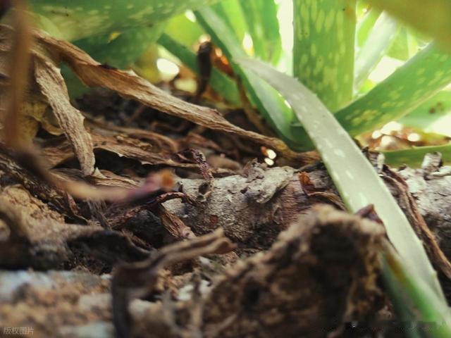 重茬根腐病的综合防治措施：从土壤修复到生物防控