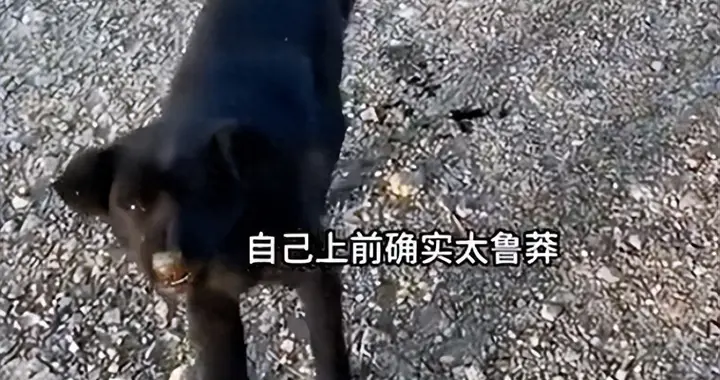 天津女子遇流浪狗被咬，犬只短时间死亡，当事人称贸然上前太鲁莽
