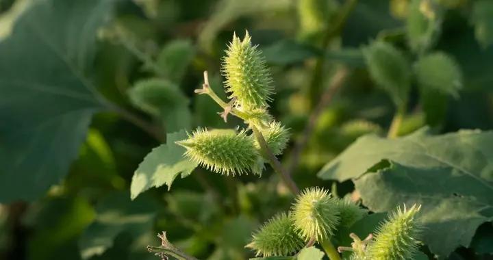 苍耳子油能否自己制作？