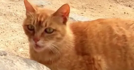 国内某景区暖心一幕：三条腿橘猫妈妈拦路乞讨 背后真相看哭路人！