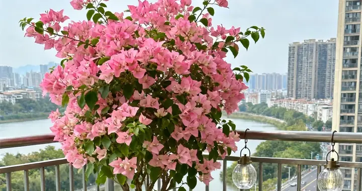 10种“越热越疯长”的花，现在别控水，水够肥足2月爆成球