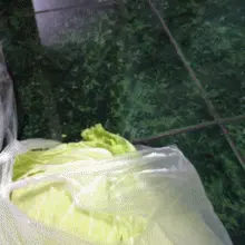 水滴宠物森林：个菜也不容易。。。还要演给