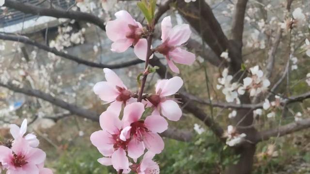 尽心就好188：今天准备送妈妈去医院继续