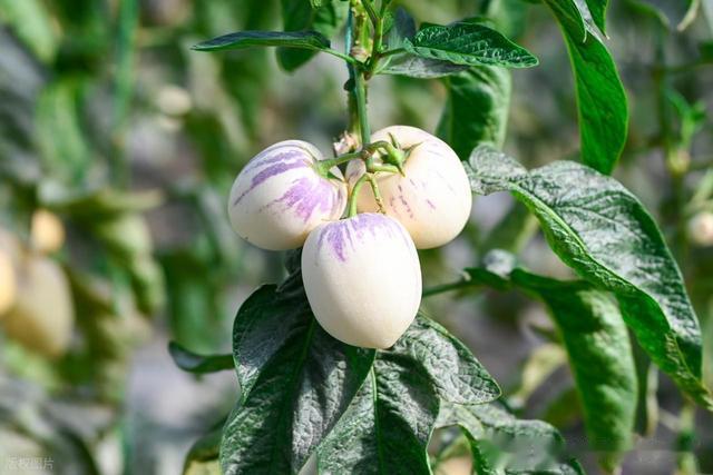 人参果高效栽培全流程技术指南：施肥施药、病虫害防治与增产策略