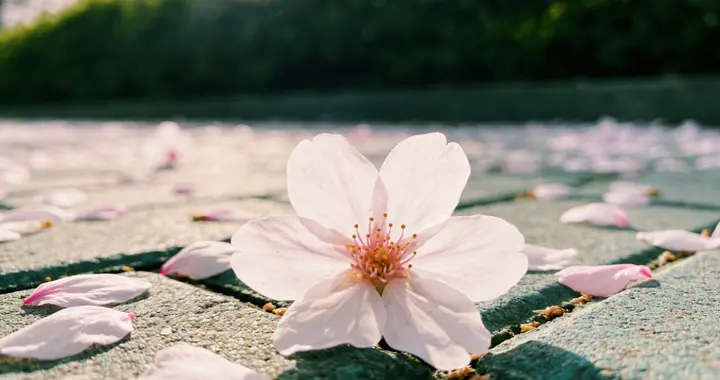 随手拍光影｜不用专业相机，也能拍出温柔氛围感