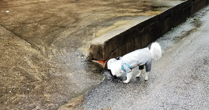 狗狗用上了新科技。