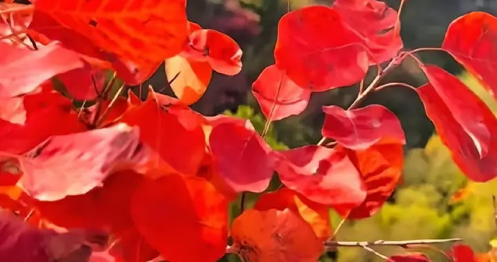 散文‖秋日暖阳