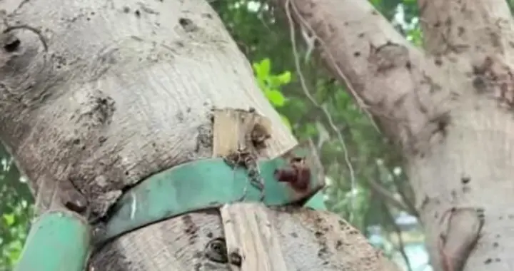 为一棵树打12345：一通电话，为何暖了百万网友的心？