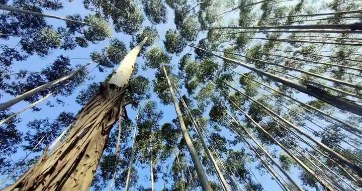 美日都不种的“毒树”，中国却当香饽饽越种越广，真相果然不简单
