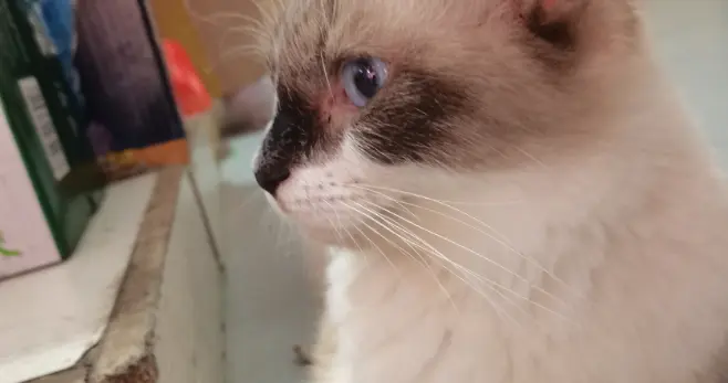 猫咪妈妈很美，但是真是纯纯恋爱脑，愁死人了~