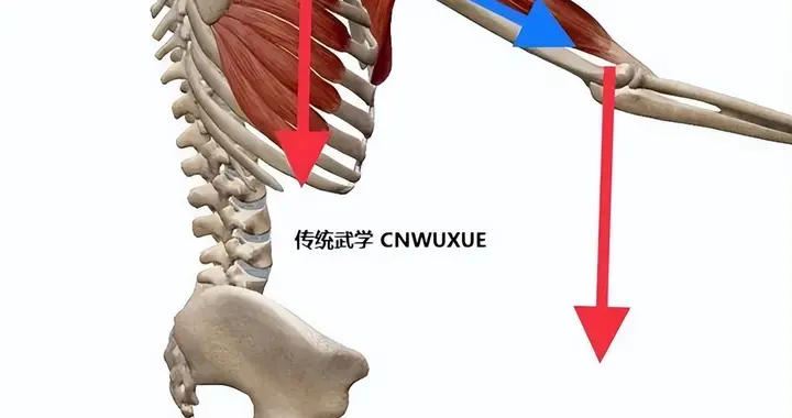 沉肩坠肘
