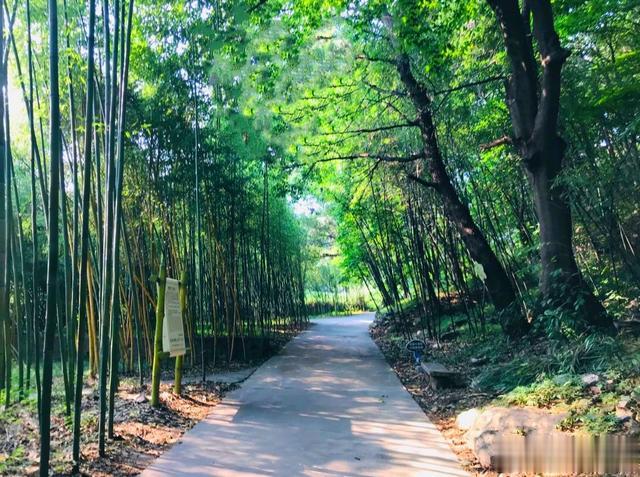 西安这个免费的秦岭秘境，居然藏着北方最大的竹海！你去过吗？