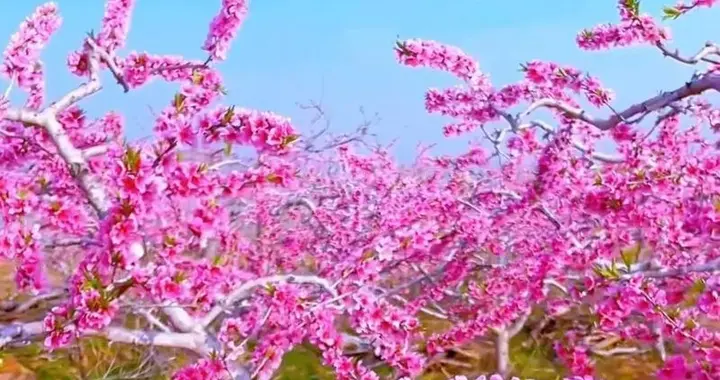 煮一壶春色，慰岁月风尘