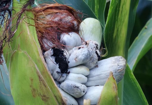 农村当做“病虫害”防治，全浪费了，如今身价暴涨还一根难求