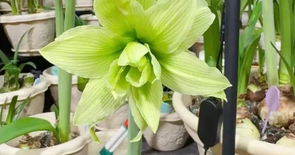 辽宁一太太家里养了将近1000棵朱顶红