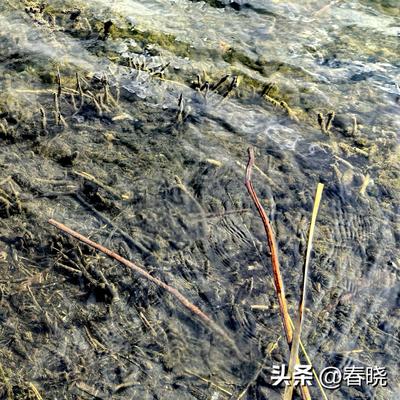 春晓：沈阳磅礴的水系，苍鹭掠窗间，市民出