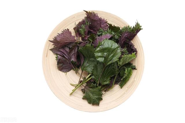 巧用一把紫苏叶，把身体里的瘀堵冲干净，结节囊肿不再提!