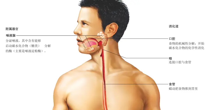 解剖学——消化系统全套高清大图