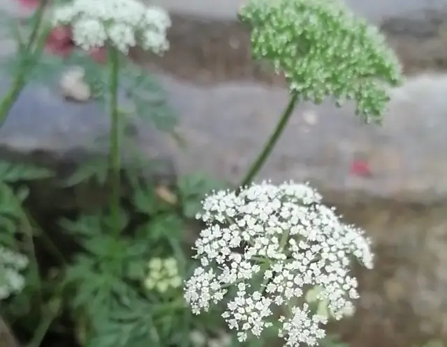 被誉为“男士加油站”的杂草蛇床，是多用途的草中瑰宝，你认识吗