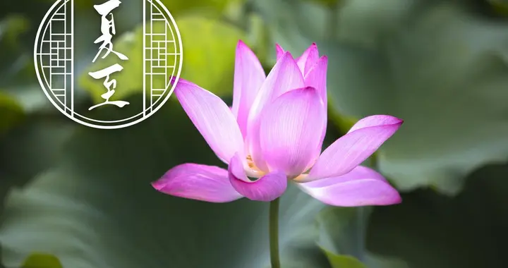 明日夏至，老人说“夏至是晴天，寡妇要发愁”，啥意思，有道理？
